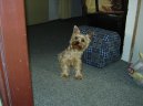 Jorkrsk terier, Yorkshire Terrier,