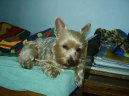 Jorkrsk terier, Yorkshire Terrier,