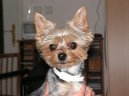 Jorkrsk terier, Yorkshire Terrier,