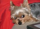 Jorkrsk terier, Yorkshire Terrier,