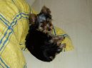 Jorkrsk terier, Yorkshire Terrier,