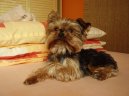 Jorkrsk terier, Yorkshire Terrier,