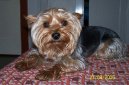 Jorkrsk terier, Yorkshire Terrier,