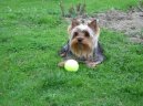 Jorkrsk terier, Yorkshire Terrier,