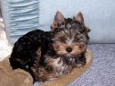 Jorkrsk terier, Yorkshire Terrier,