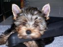 Jorkrsk terier, Yorkshire Terrier,