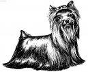 Jorkrsk terier, Yorkshire Terrier,