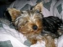 Jorkrsk terier, Yorkshire Terrier,