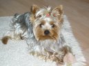 Jorkrsk terier, Yorkshire Terrier,