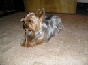 Jorkrsk terier, Yorkshire Terrier,