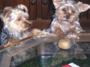 Jorkrsk terier, Yorkshire Terrier,