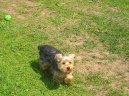 Jorkrsk terier, Yorkshire Terrier,