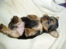 Jorkrsk terier, Yorkshire Terrier,