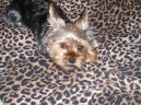 Jorkrsk terier, Yorkshire Terrier,