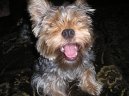 Jorkrsk terier, Yorkshire Terrier,