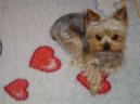 Jorkrsk terier, Yorkshire Terrier,