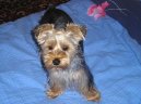 Jorkrsk terier, Yorkshire Terrier,