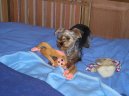 Jorkrsk terier, Yorkshire Terrier,