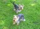 Jorkrsk terier, Yorkshire Terrier,