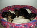 Jorkrsk terier, Yorkshire Terrier,