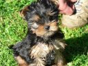 Jorkrsk terier, Yorkshire Terrier,