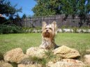 Jorkrsk terier, Yorkshire Terrier,