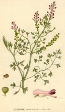 Fumaria officinalis