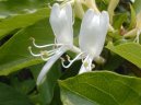 Lonicera japonica