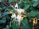 Lonicera japonica