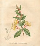 Lonicera japonica