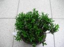 Buxus Harlandii