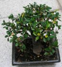 Buxus Harlandii