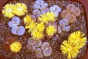 Lithops