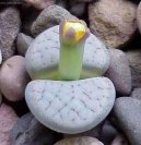 Lithops