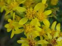 Solidago virgaurea L\.