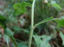 Solidago virgaurea L\.