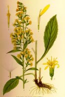 Solidago virgaurea L\.