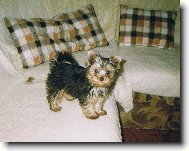 Jorkrsk terier, Yorkshire Terrier,