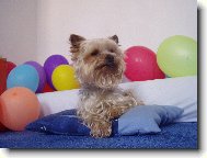 Jorkrsk terier, Yorkshire Terrier,