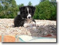 Border Collie