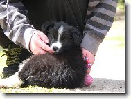 Border collie \\\\\(Dog standard\\\\\)