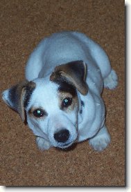 Jack Russell Terrier