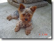 Jorkrsk terier, Yorkshire Terrier,