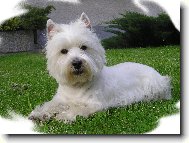 West highland white terrier \\\\\(Dog standard\\\\\)