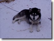 Alaskan malamute \\\\\(Dog standard\\\\\)