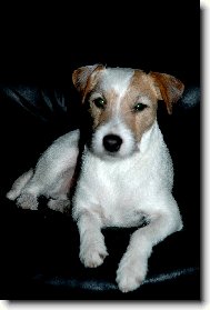 Parson Russel Terrier