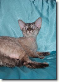 Devonrex