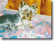 Jorkrsk terier, Yorkshire Terrier,