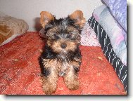 Jorkrsk terier, Yorkshire Terrier,