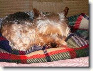 Jorkrsk terier, Yorkshire Terrier,